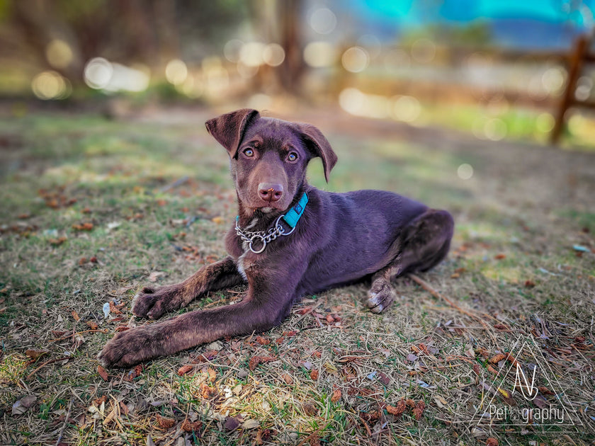 March 25, 2022 Donations List Max and Neo