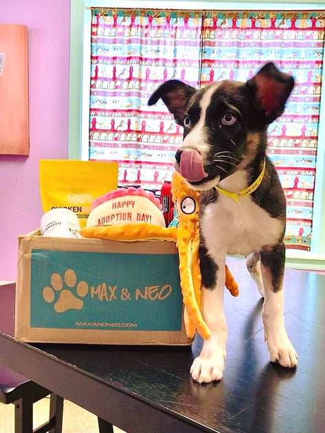 Barc Foster Chihuahua Foster Care What Is The Best Charity For