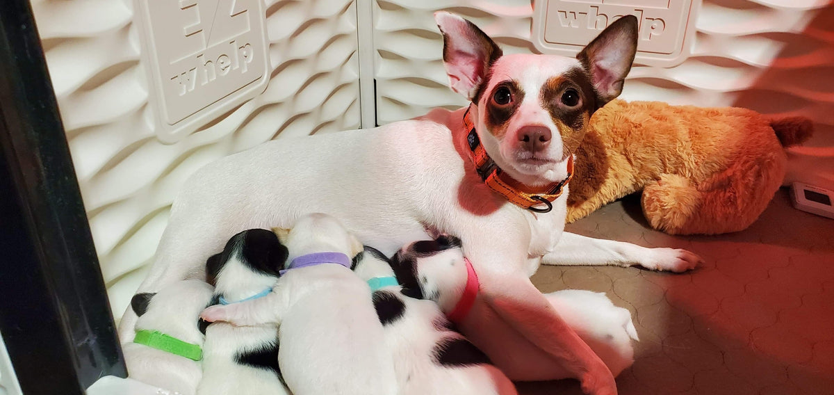 donate delta rescue dogs