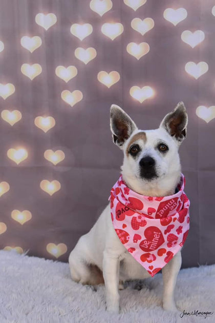 Austin Tx Dogs Available For Adoption Austin Tx Pug Rescue Dogs