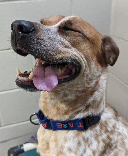 Infratrol Purebreds Plus Cat Rescue Stray Cat Bringing Another Cat