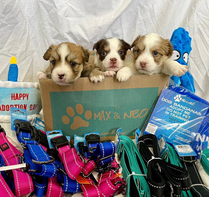 Cupa Animal Shelter Near Me Dogs For Adoption Cupa Dog Rescue Near