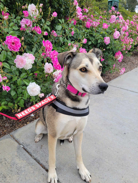 May 10, 2024 Donations List Max and Neo - Main Image