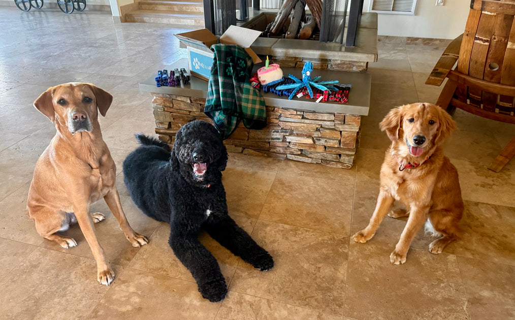 Dogs Bad Rap Pitbull Rescue Give A #%&! About Pit Bulls Women's