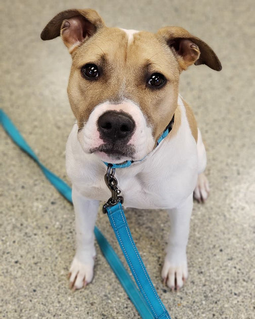 March 15, 2019 Donations List Max and Neo