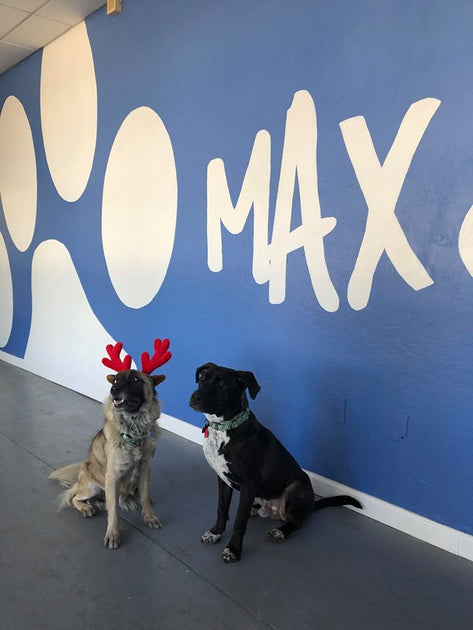 December 20, 2019 Donations List Max and Neo - Main Image