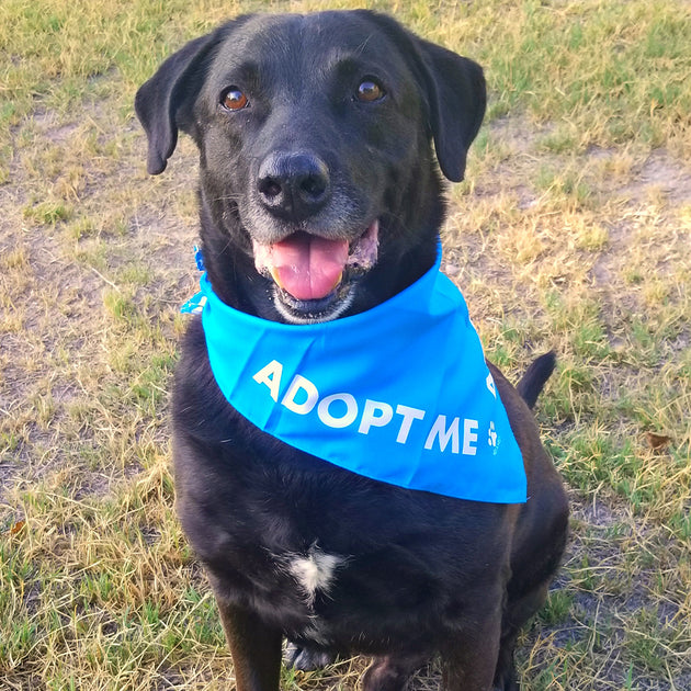 Adopt me discount bandana petsmart