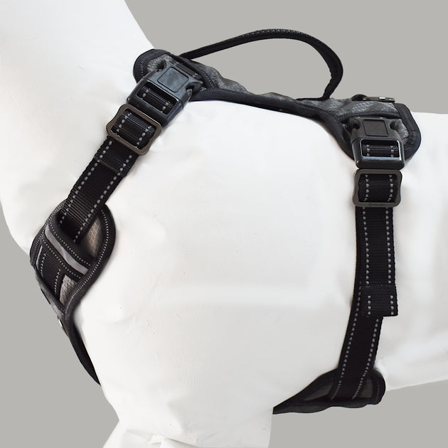 Gunnison Dog Harness Max and Neo