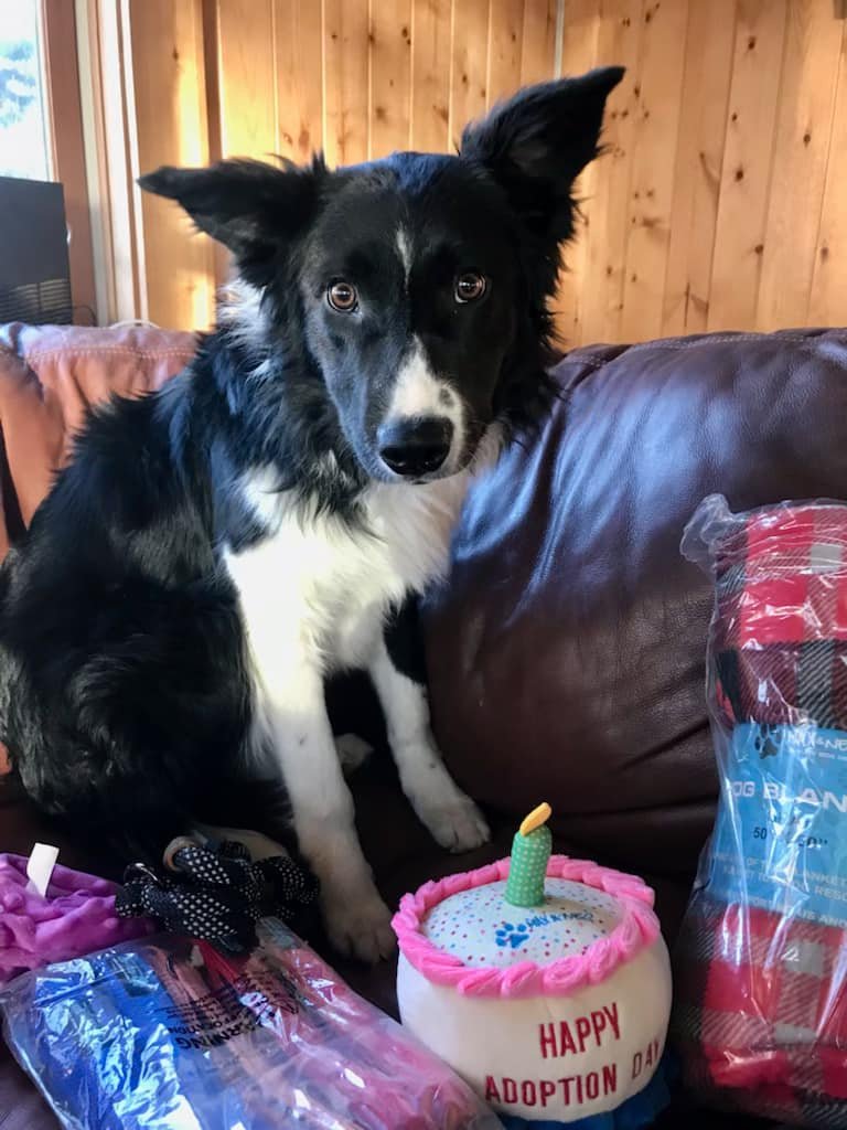 Jack Highland Terrier: Unleash the Paw-some Power of this Adventurous Breed