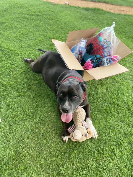 Boxer Puppies and Dogs in Logan, UT - Buy or Adopt