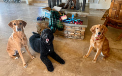 December 2024 Donation List | Max and Neo