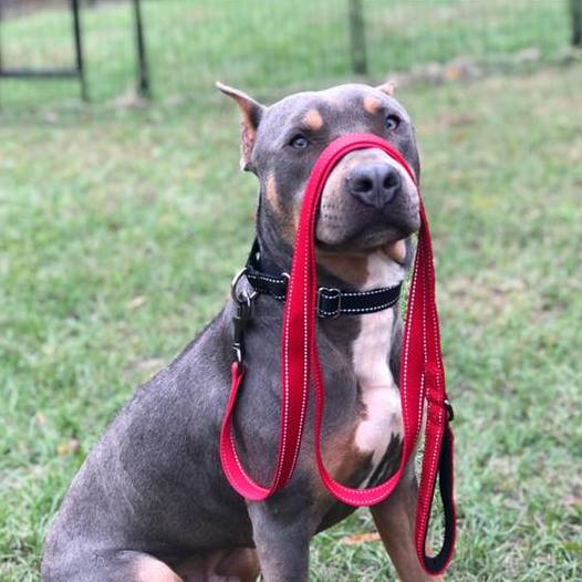 April 5, 2019 Donations List Max and Neo