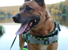 Dog Life Jacket (PFD)