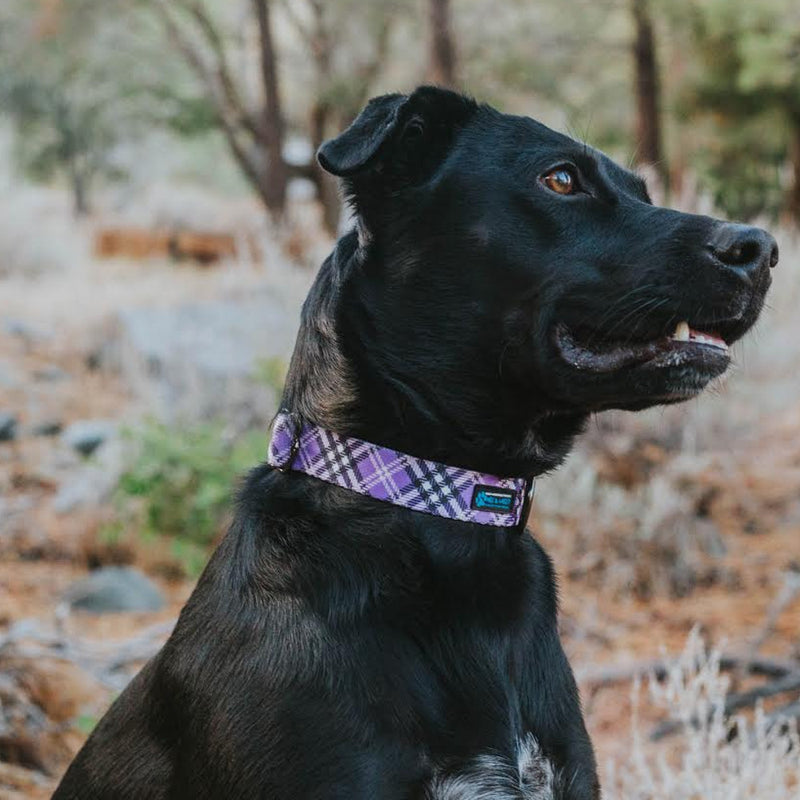 The NEO Dog Collar - Plaid