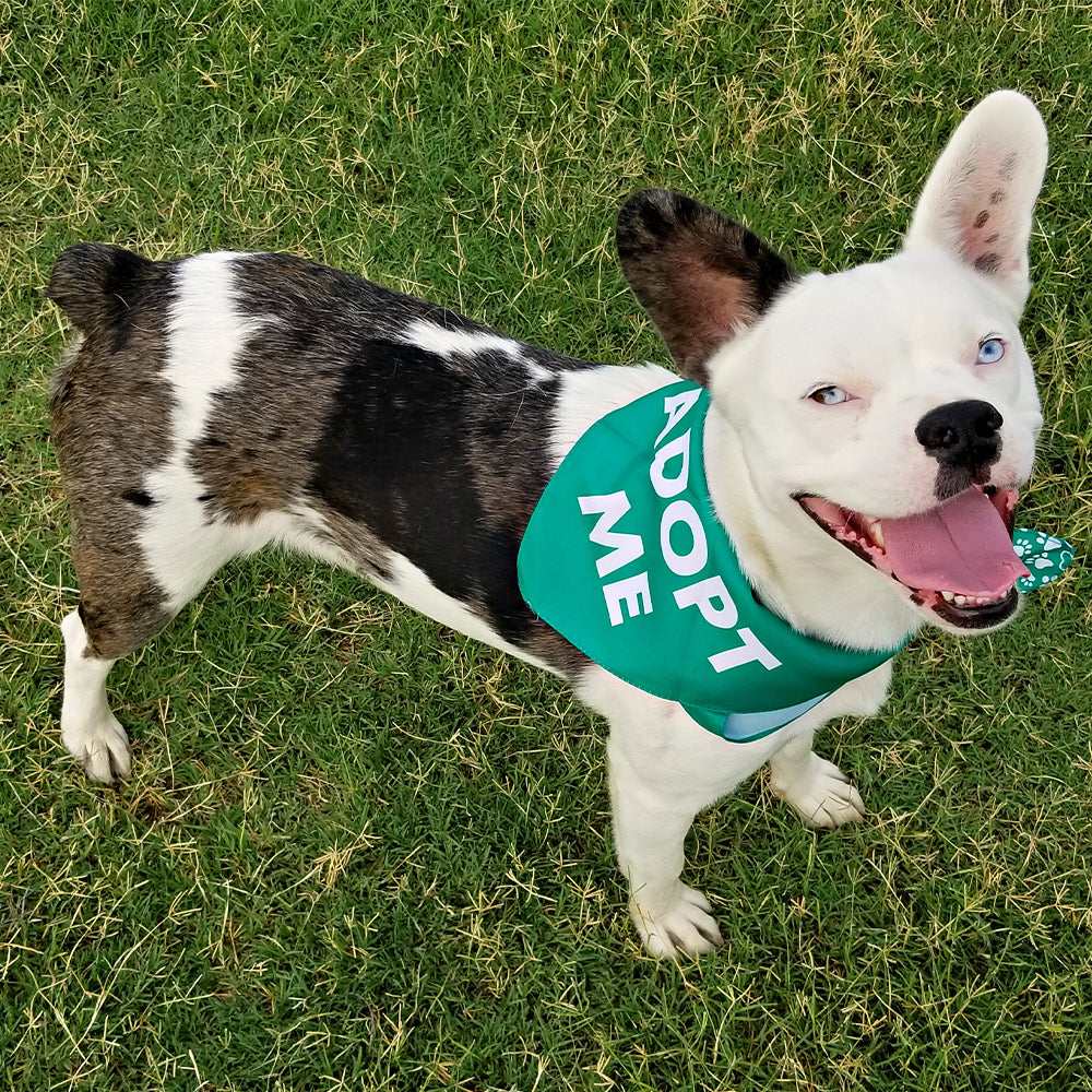 Adopt me bandana petsmart top