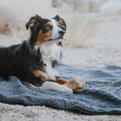 Sherpa Fleece & Nylon Waterproof Dog Blanket