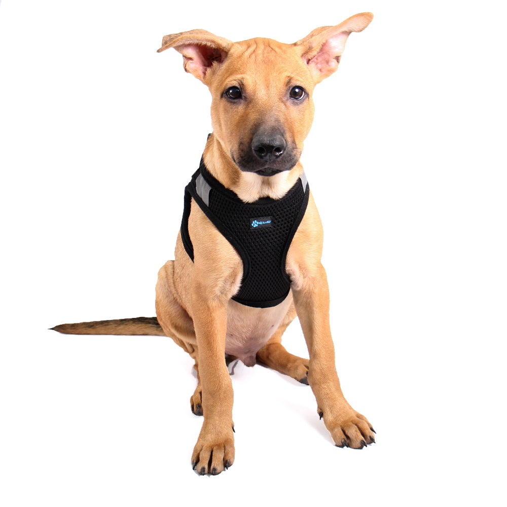 Nanu Small Dog Harness