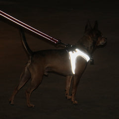 Nanu Small Dog Reflective Dog Harness