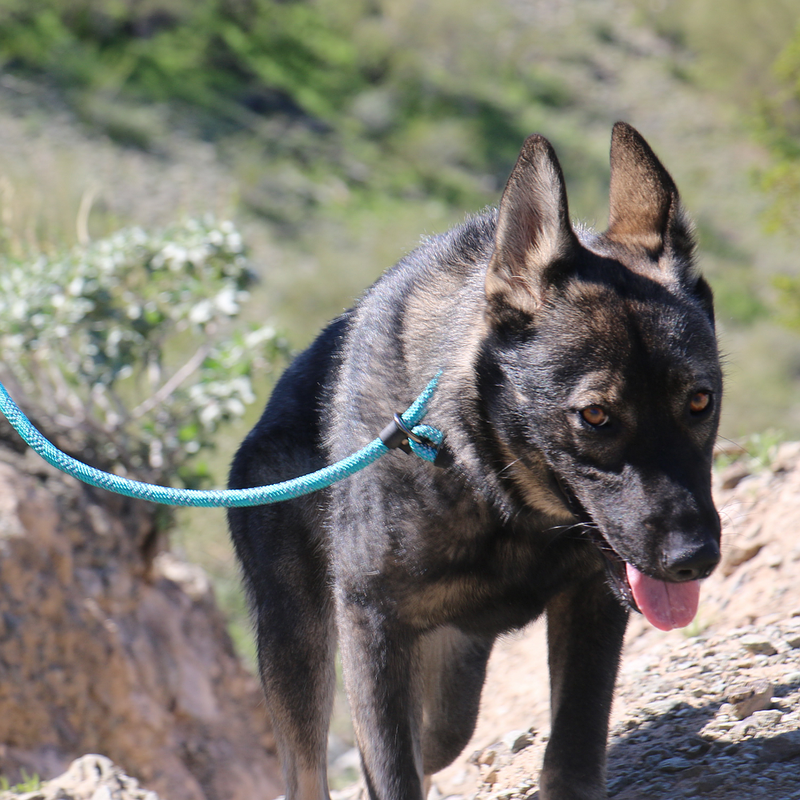 Nylon rope dog collar hot sale